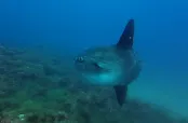 Sabarraca Waterhouse | Diving Center - 1