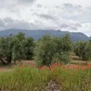 Casa Rural Pádel Entre Olivos